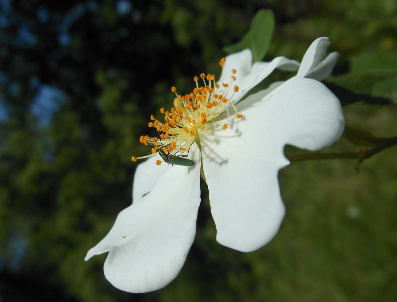 Rosa arvensis Huds. / Rosa cavallina